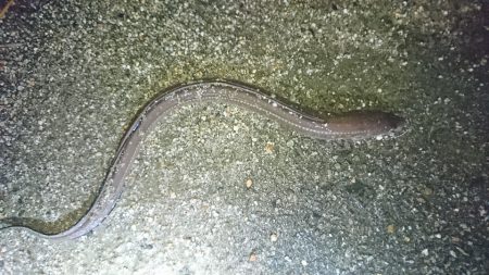 雨の日は、車横づけ置き竿で